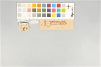 五色鳥藏品圖，第11張